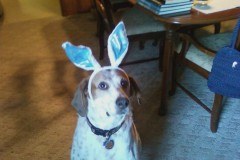 Marvin_Easter_Bunny