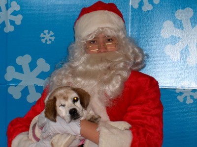 Daisy with Santa