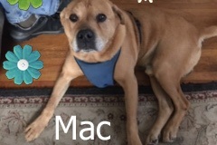 Handsome-Mac
